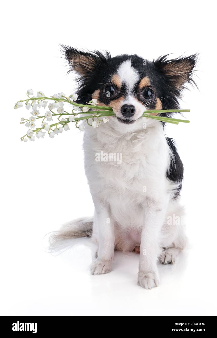 Lily's chihuahuas sales