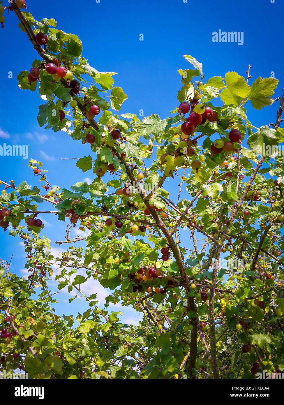 Jostaberries Gooseberries Currants Shrub plant on sunshine Stock Photo