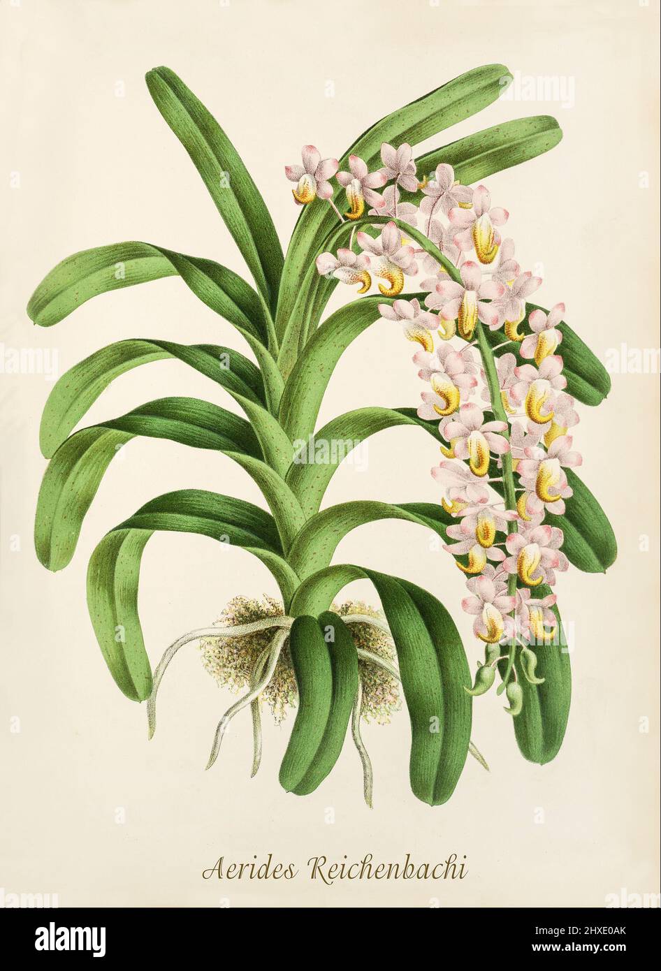 Aerides Reichenbachi now Aerides odorata, one of a group of tropical epiphyte orchids that grow mainly in the warm lowlands of tropical Asia from India to southern China to New Guinea.  From Iconographie des Orchidees, a magazine of botanical illustrations published by Jean Jules Linden (1817-1898) was a Belgian botanist, explorer and horticulturist who specialised in orchids. Stock Photo