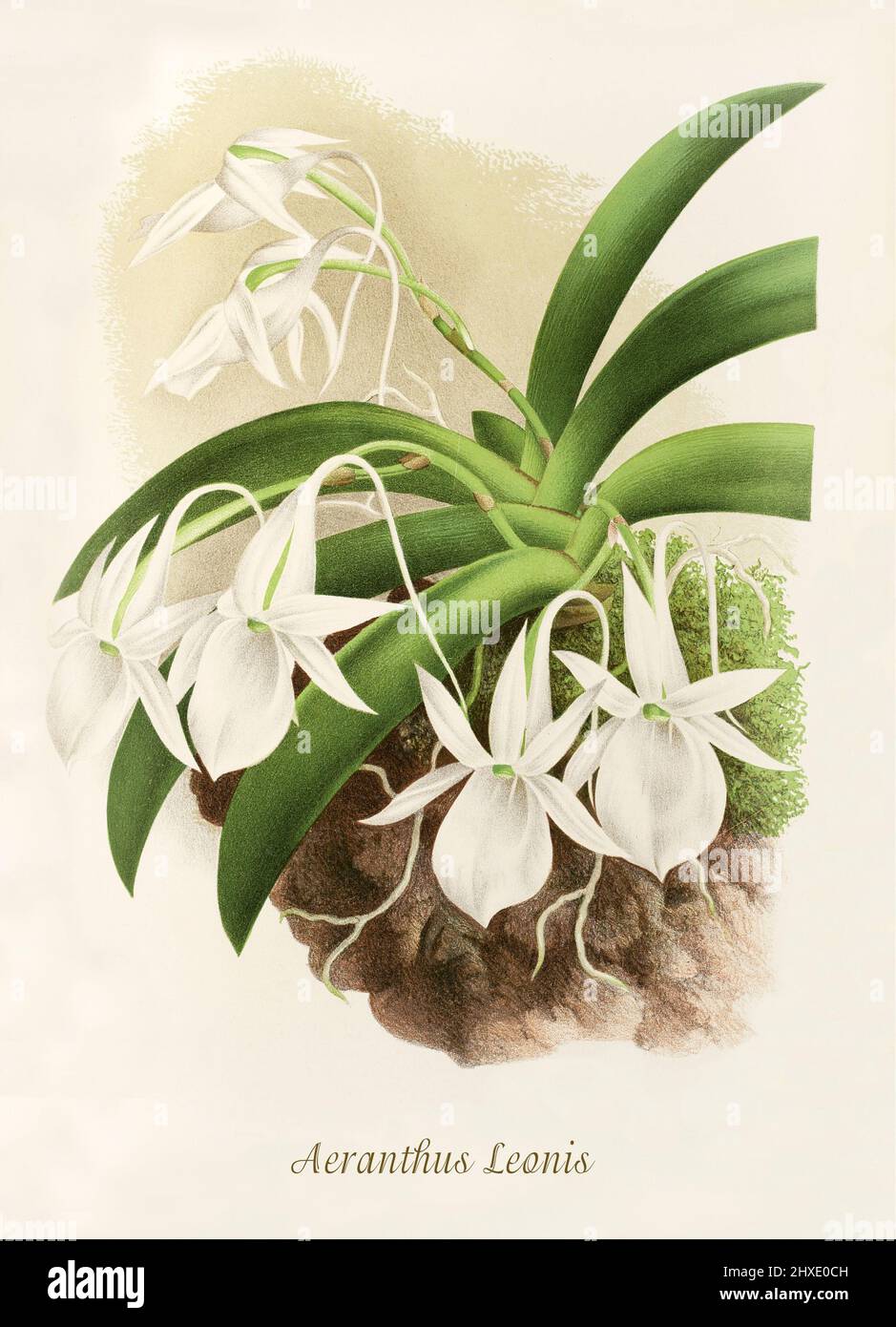 Aeranthus leonis, now Angraecum leonis is a species of flowering plant in the Orchidaceae family, its native range is Comoros, Madagascar. From Iconographie des Orchidees, a magazine of botanical illustrations published by Jean Jules Linden (1817-1898) was a Belgian botanist, explorer and horticulturist who specialised in orchids. Stock Photo
