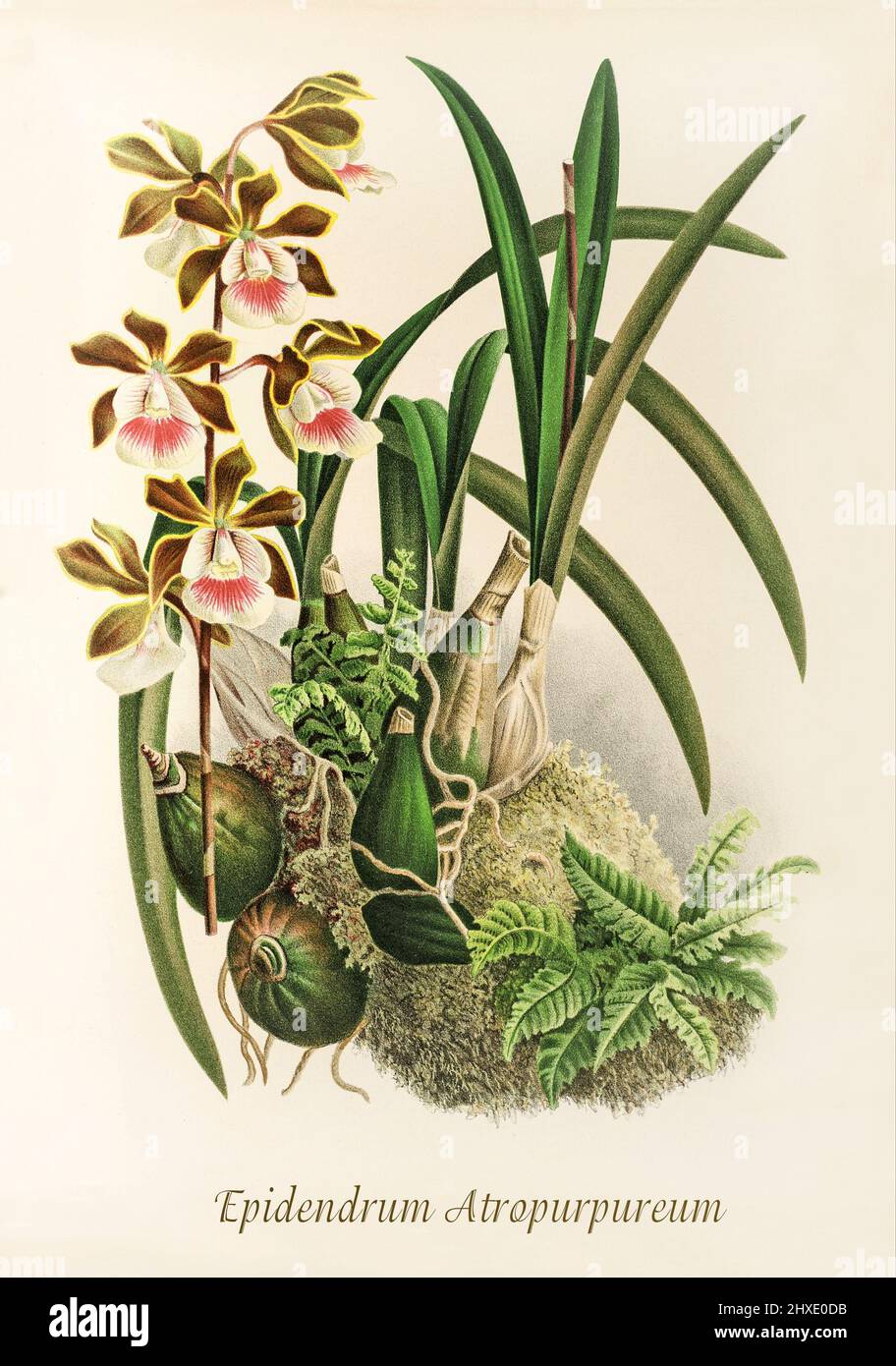 Epidendrum atropurpureum, a small to medium sized orchid found in Dominican Republic and Haiti in cactus thorn scrub, semi-arid pine woods and broadleafed forests at elevations of sea level to 1100 meters. From Iconographie des Orchidees, a magazine of botanical illustrations published by Jean Jules Linden (1817-1898) was a Belgian botanist, explorer and horticulturist who specialised in orchids. Stock Photo