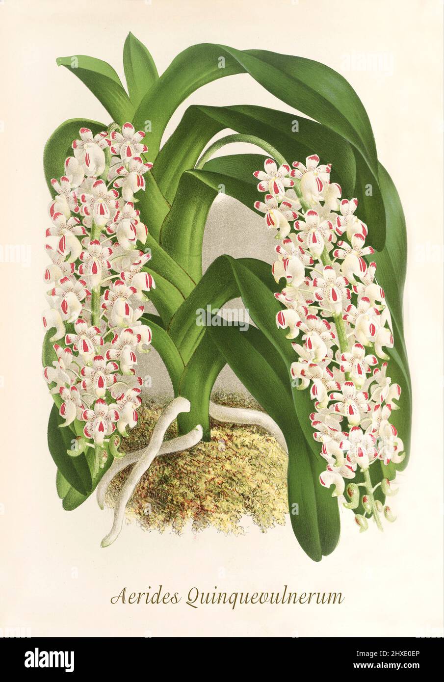 Aerides quinquevulnera is a species of orchid found in the Philippines and in New Guinea. From Iconographie des Orchidees, a magazine of botanical illustrations published by Jean Jules Linden (1817-1898) was a Belgian botanist, explorer and horticulturist who specialised in orchids. Stock Photo