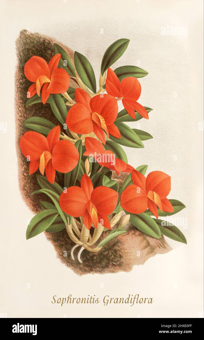 Sophronitis grandiflora aka Cattleya coccinea, or Sophronitis coccinea, is a species of orchid occurring in Atlantic Forest habitats, from southeastern Brazil to Argentina. From Iconographie des Orchidees, a magazine of botanical illustrations published by Jean Jules Linden (1817-1898) was a Belgian botanist, explorer and horticulturist who specialised in orchids. Stock Photo
