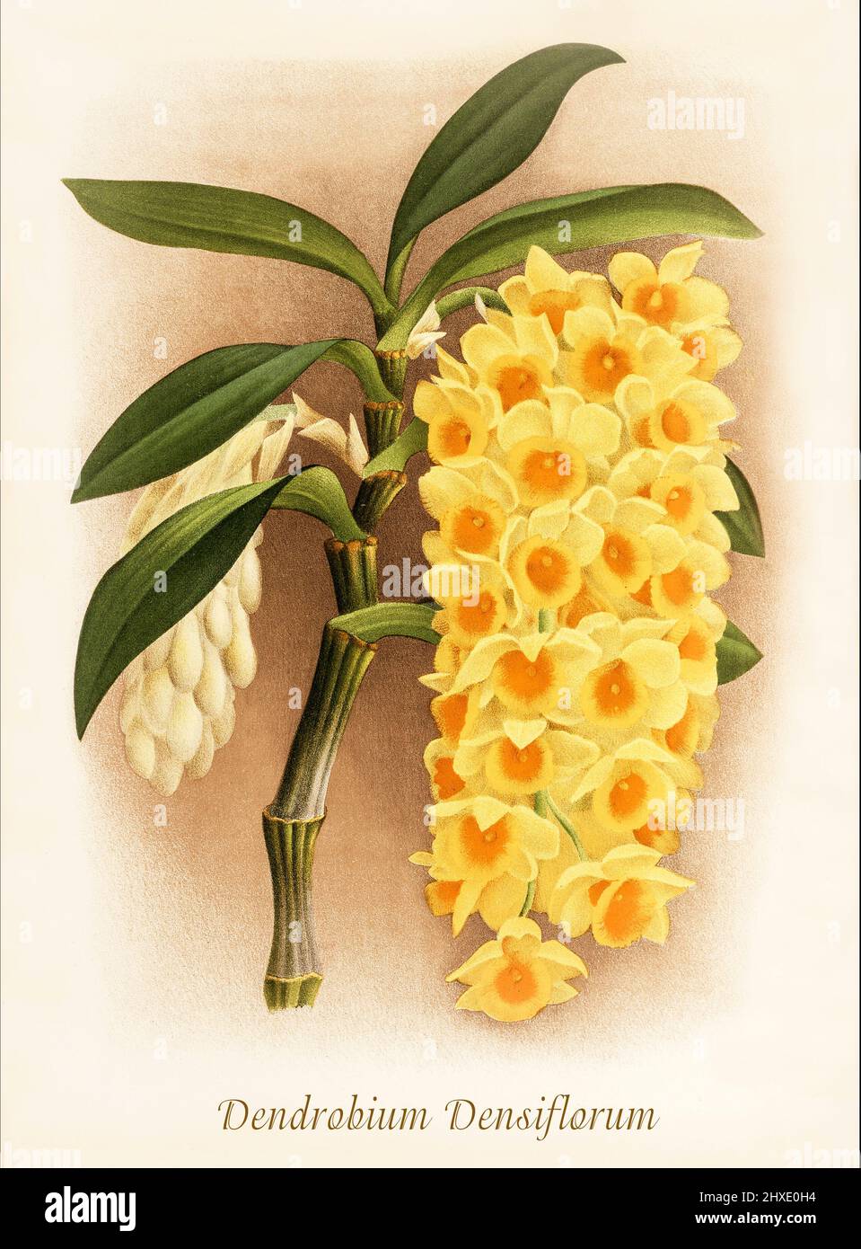 Dendrobium densiflorum is a species of epiphytic or lithophytic orchid, growing in the trunks of broadleaved, evergreen trees and on rocks in mountain valleys at elevations between 400 and 1,000 m (1,000 and 3,000 ft). It is found in China, Bhutan, northeastern India, Myanmar, Nepal and Thailand. From Iconographie des Orchidees, a magazine of botanical illustrations published by Jean Jules Linden (1817-1898) was a Belgian botanist, explorer and horticulturist who specialised in orchids. Stock Photo