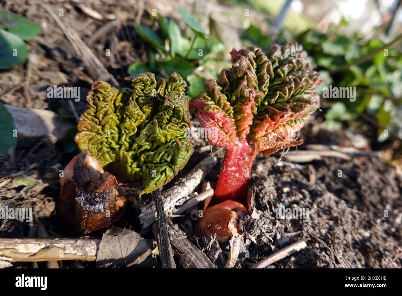 Rhabarber (Rheum rhabarbarum) junge Triebe spriessen im Frühjahr