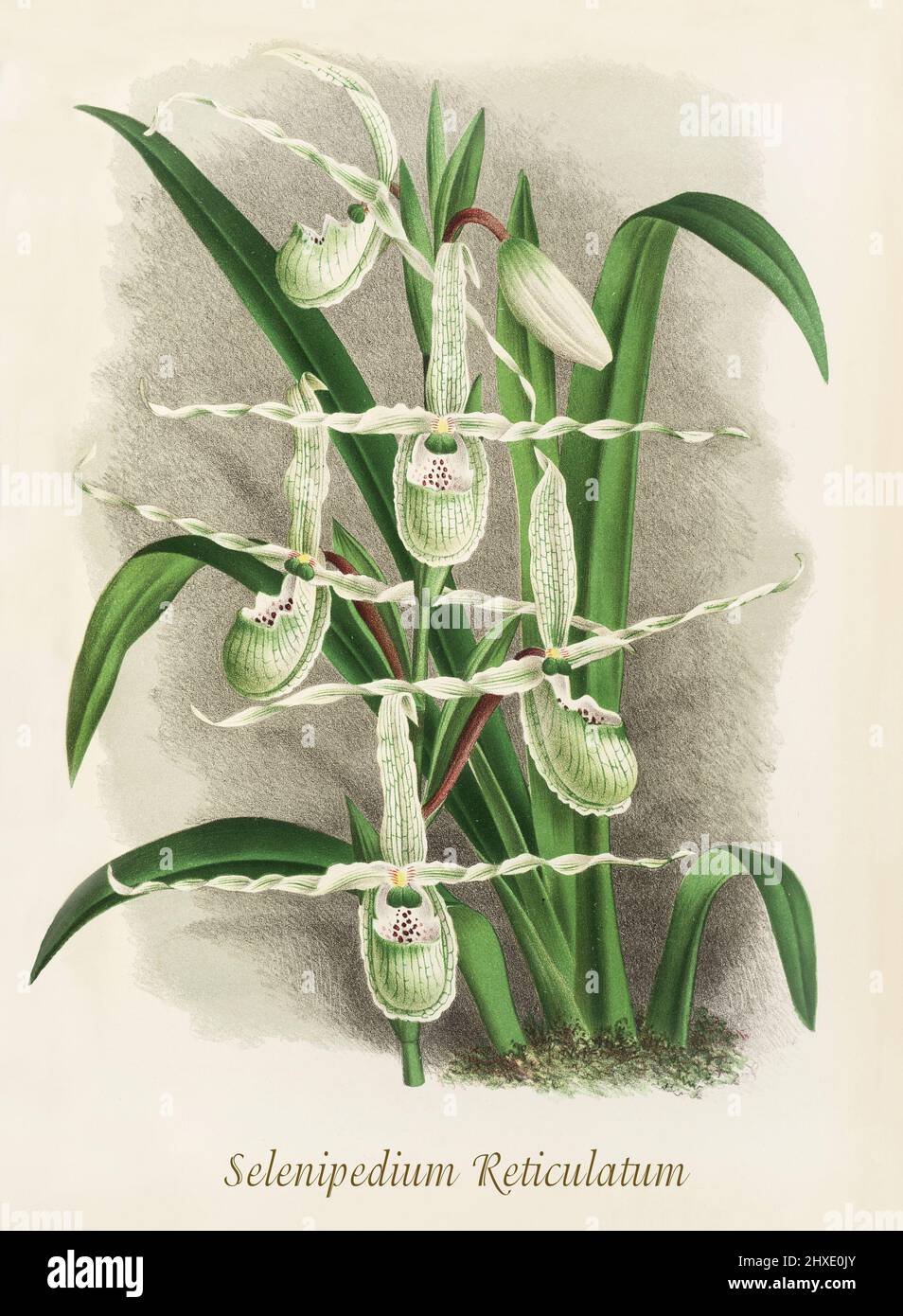 Selenipedium reticulatum aka  Phragmipedium boissierianuman an orchid native to Ecuador and Peru. From Iconographie des Orchidees, a magazine of botanical illustrations published by Jean Jules Linden (1817-1898) was a Belgian botanist, explorer and horticulturist who specialised in orchids. Stock Photo