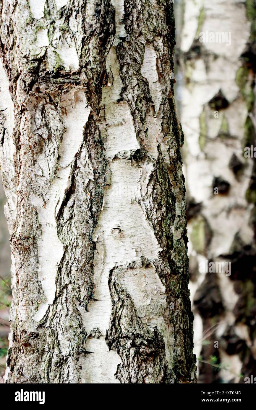 Borke am Stamm einer Hänge-Birke oder Weiß-Birke (Betula pendula), Naturpark Kottenforst-Ville, Nordrhein-Westfalen, Deutschland, Brühl Stock Photo