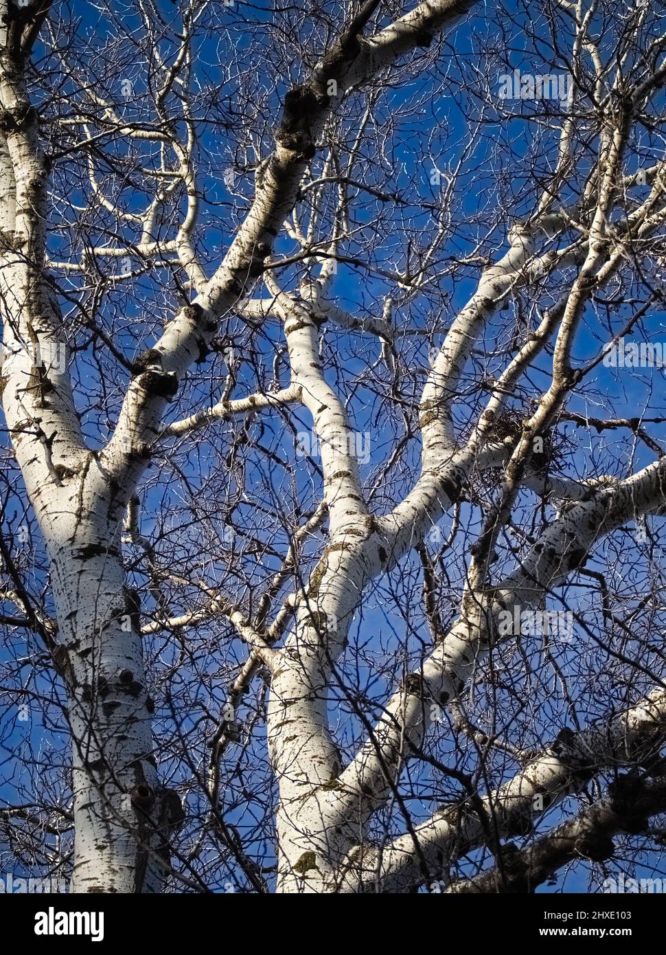 Tree with White Bark without Leaves Closeup Stock Photo
