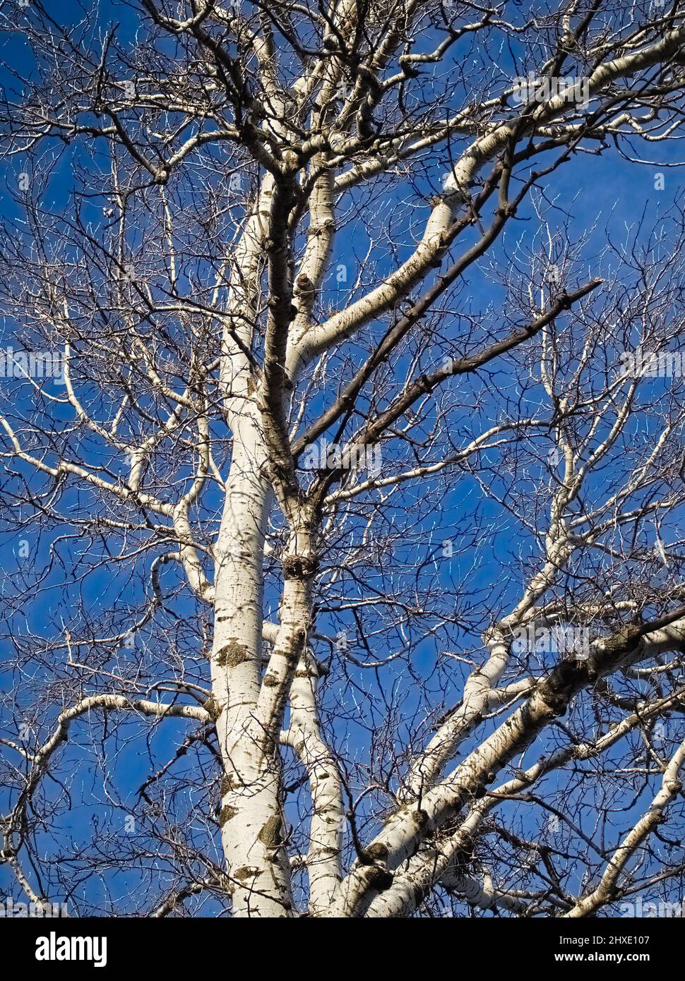 Tree with White Bark without Leaves Closeup Stock Photo