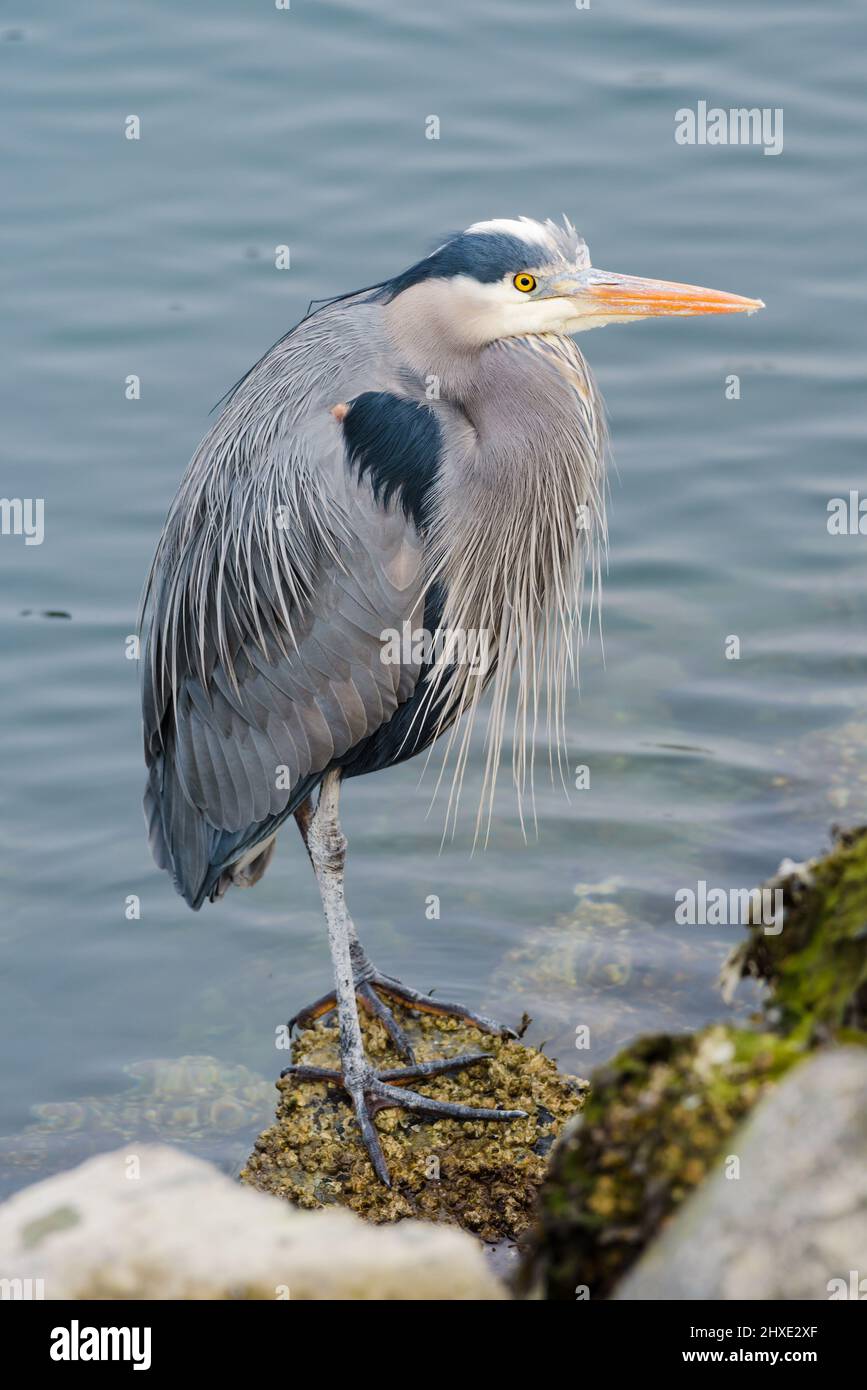 Great Blue Heron standing on the edge of the water on rocks Stock Photo