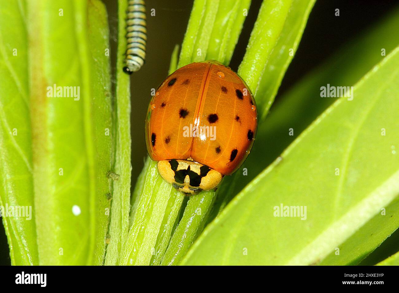 Asian (Harlequin) lady beetle (Harmonia axyridis) adult and pupa stage Stock Photo