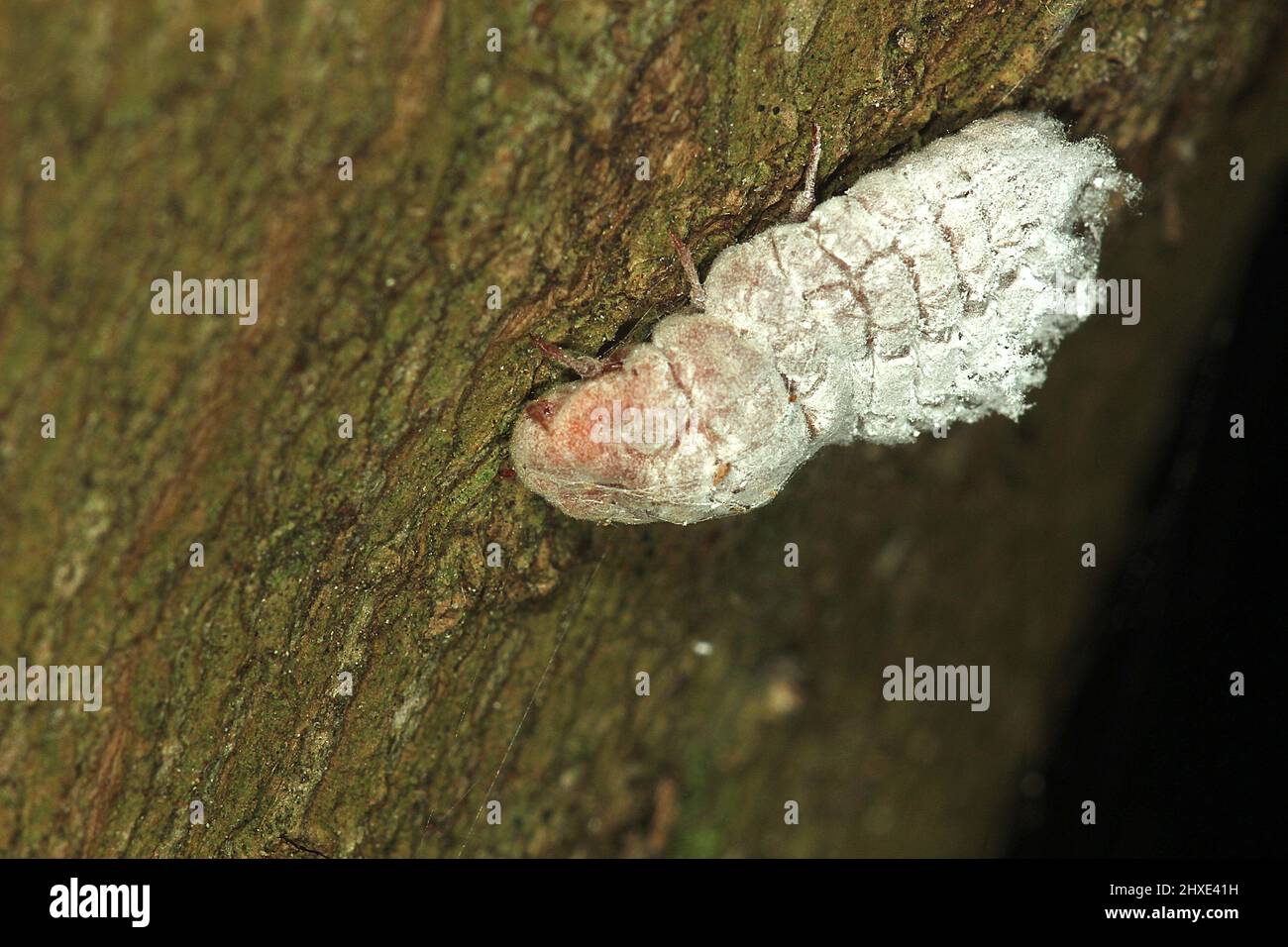 Giant scale insect (Coelostomidia zealandica) adult female Stock Photo ...