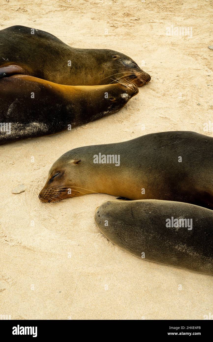 Photograph of a Galapagos sea lions (Zalophus wollebaeki) at Barrington