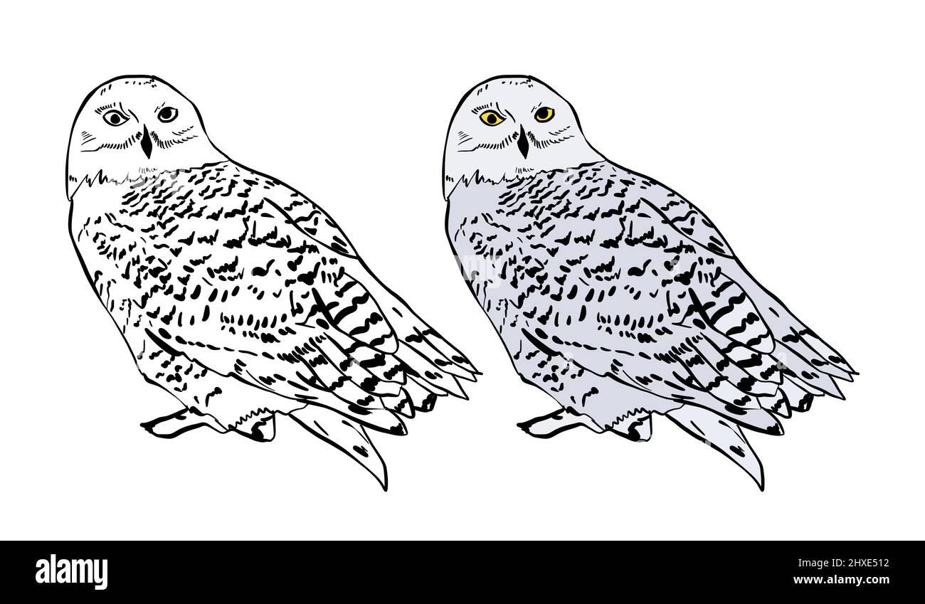 Illustration for a coloring book in color and black and white. Drawing of a owl on a white isolated background. High quality illustration Stock Photo
