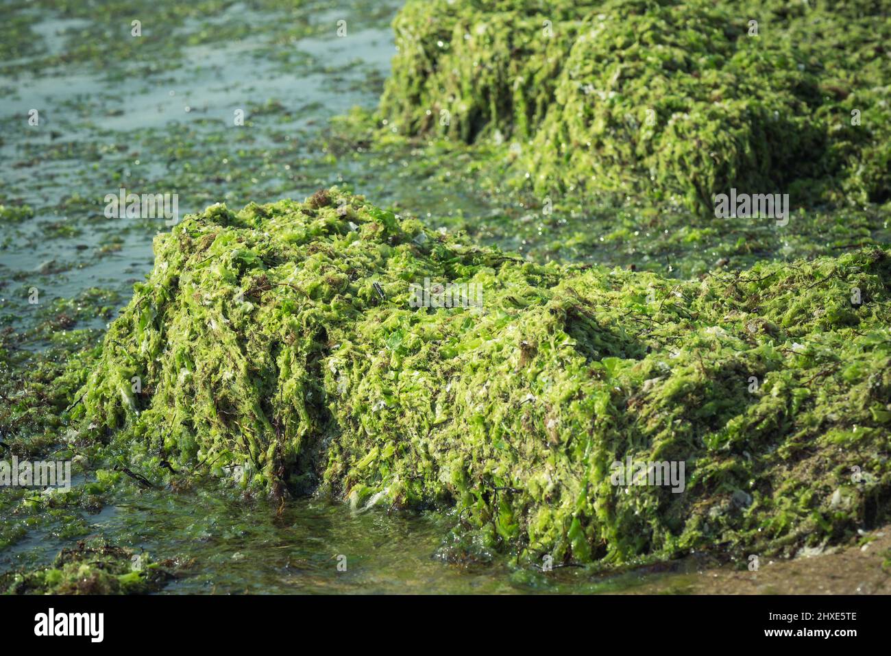Green seaweed (Ulva compressa) Stock Photo