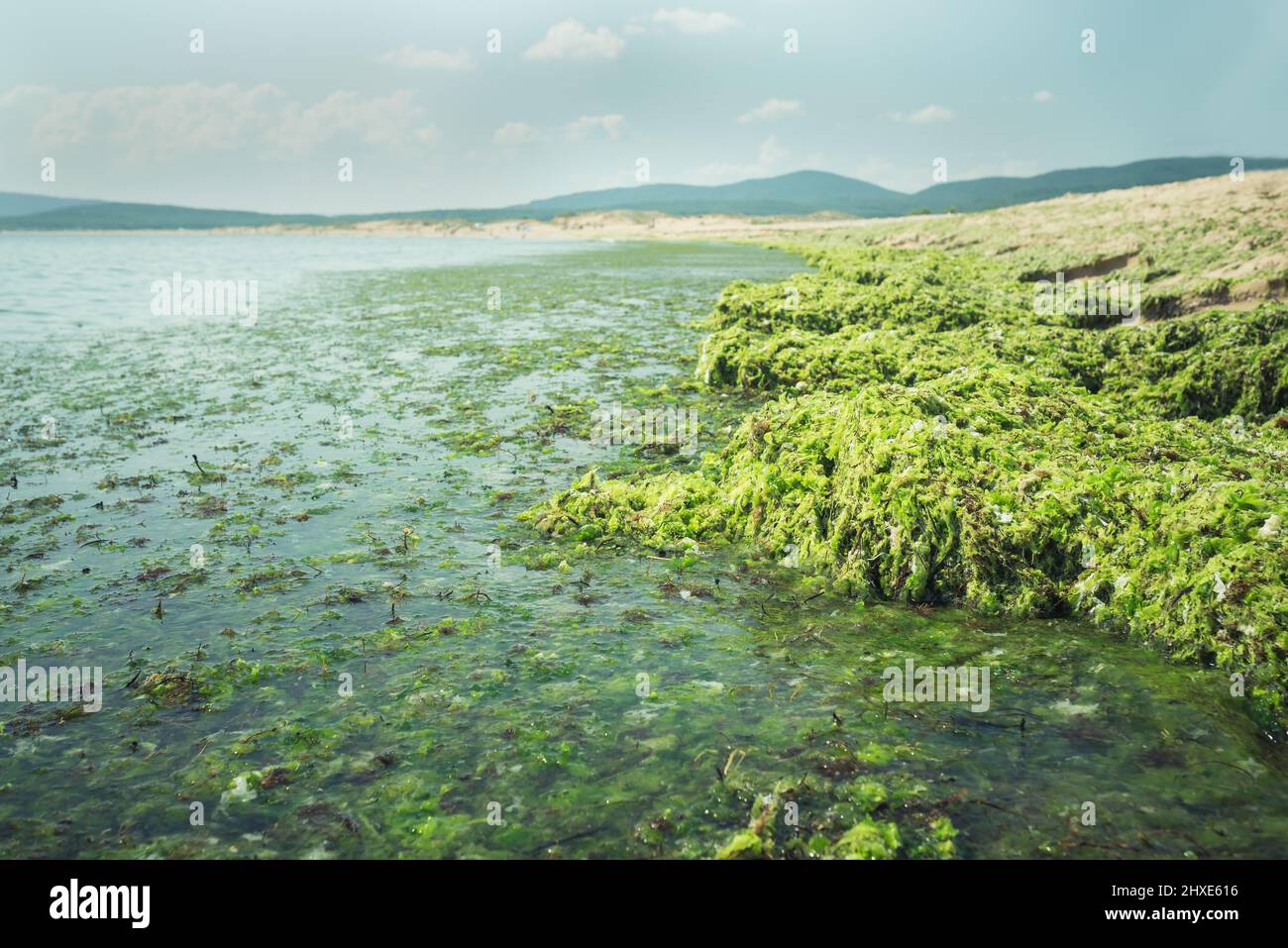 Green seaweed (Ulva compressa) Stock Photo