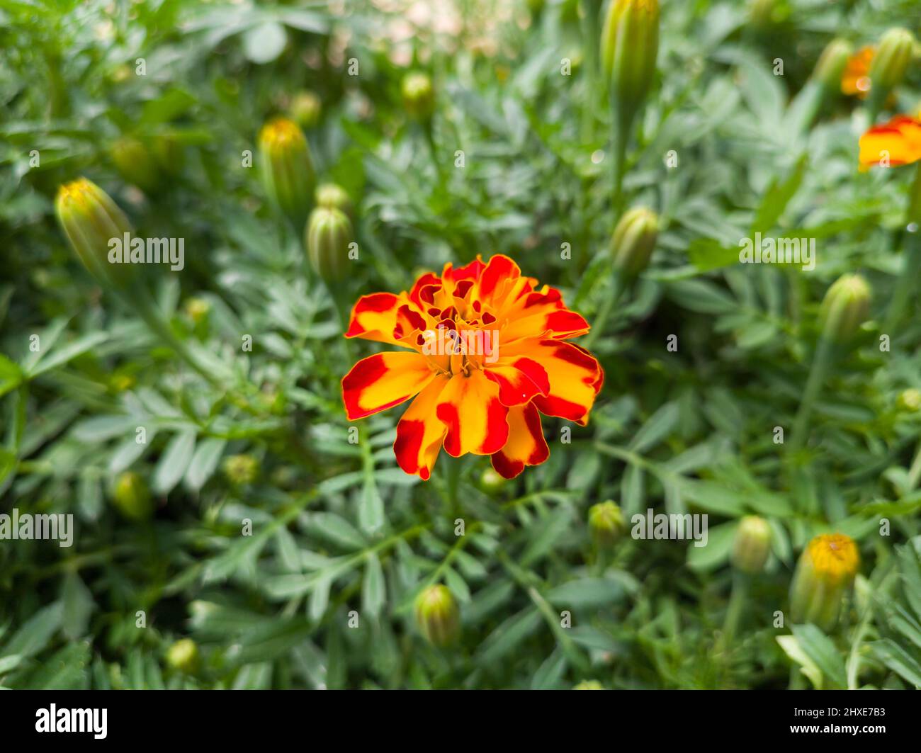 french marigold in the garden, tagetes patula, brightly colored golden yellow flower taken in shallow depth of field, copy space Stock Photo