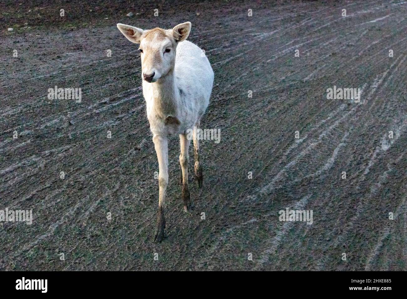 small reindeer walking on muddy roads in mild winter Stock Photo Alamy
