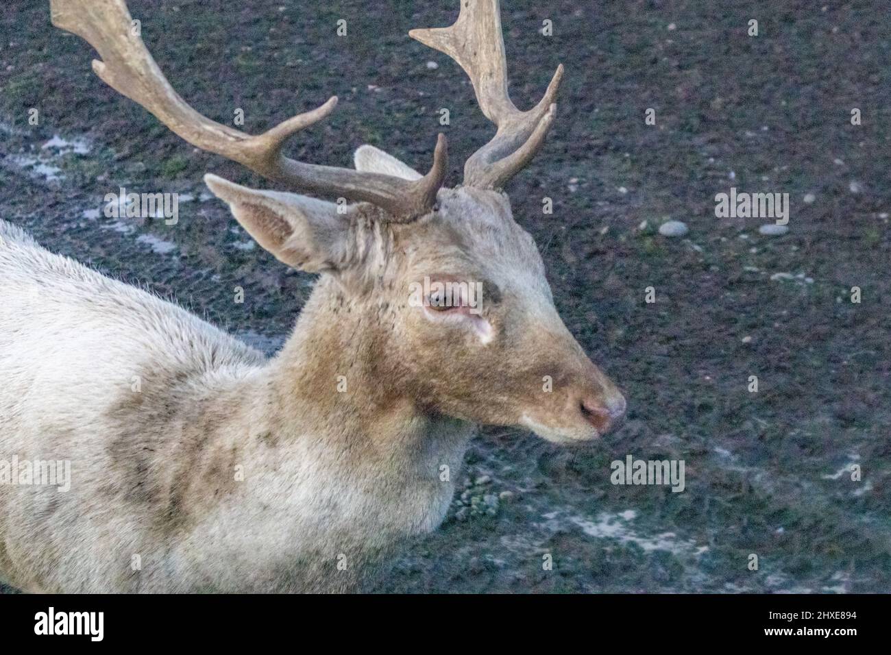 small reindeer walking on muddy roads in mild winter Stock Photo Alamy