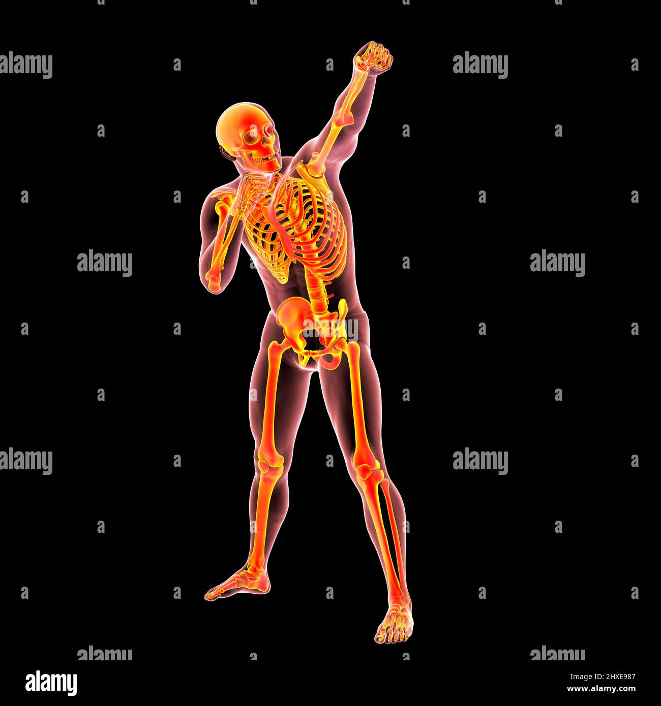Anatomy of a boxer, illustration Stock Photo - Alamy