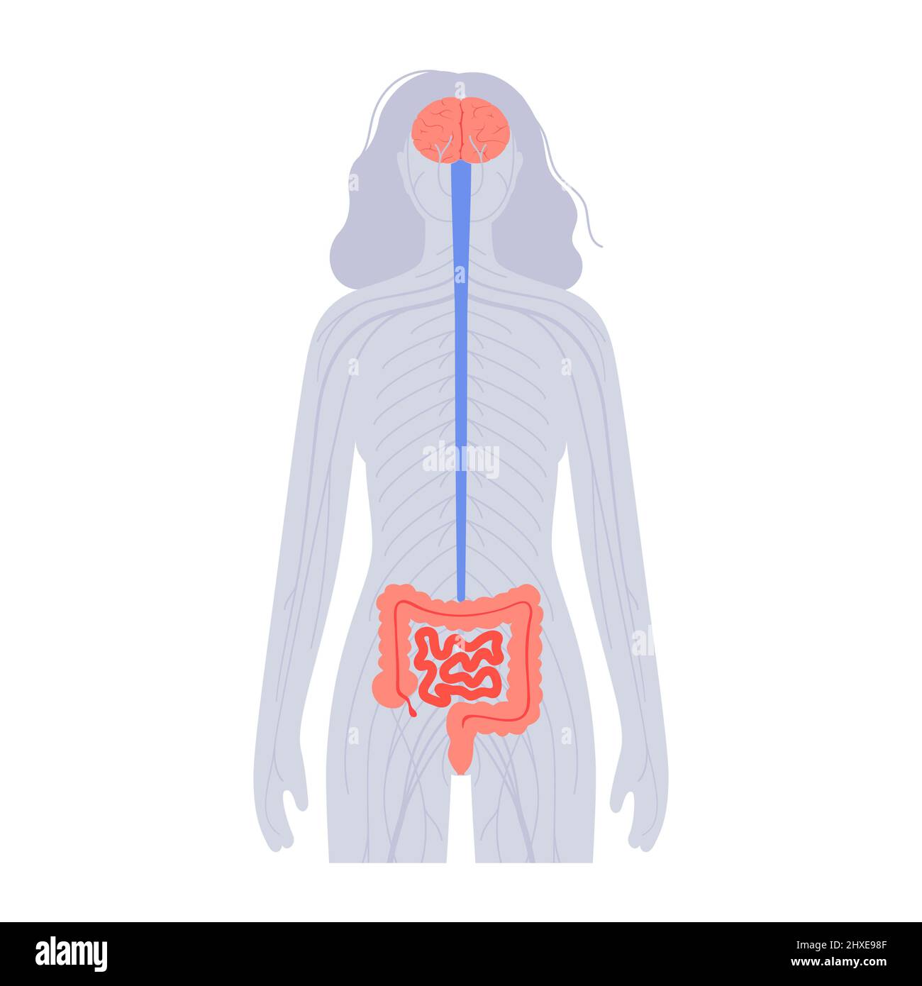 Connection Between Gut And Brain Illustration Stock Photo Alamy