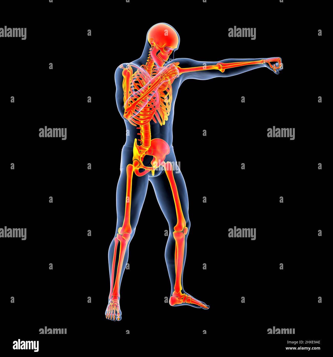 Anatomy of a boxer, illustration Stock Photo - Alamy
