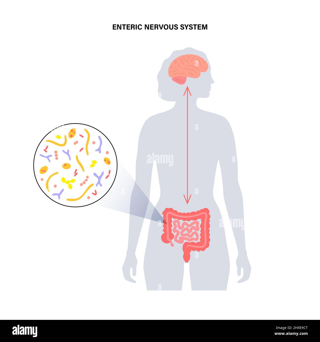 Connection between gut and brain, illustration Stock Photo