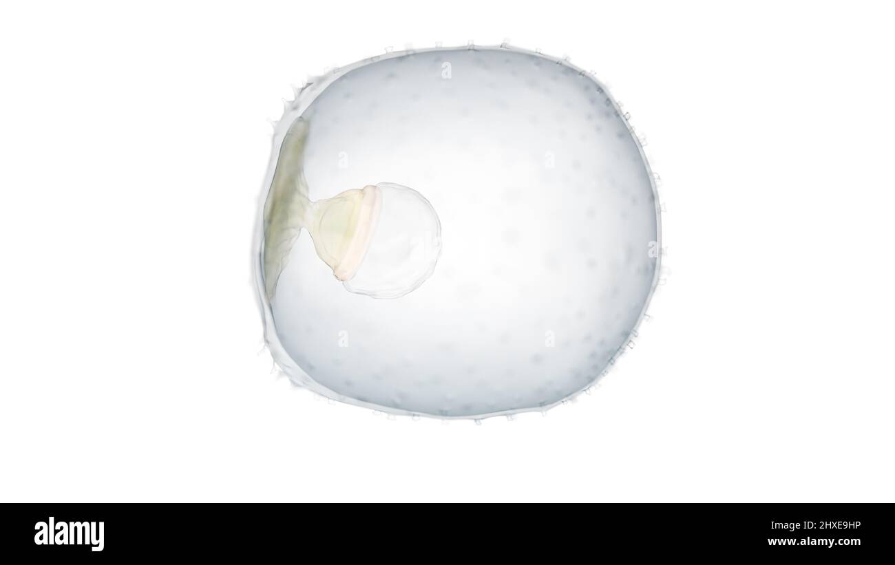 Human embryo at week 2, illustration Stock Photo - Alamy