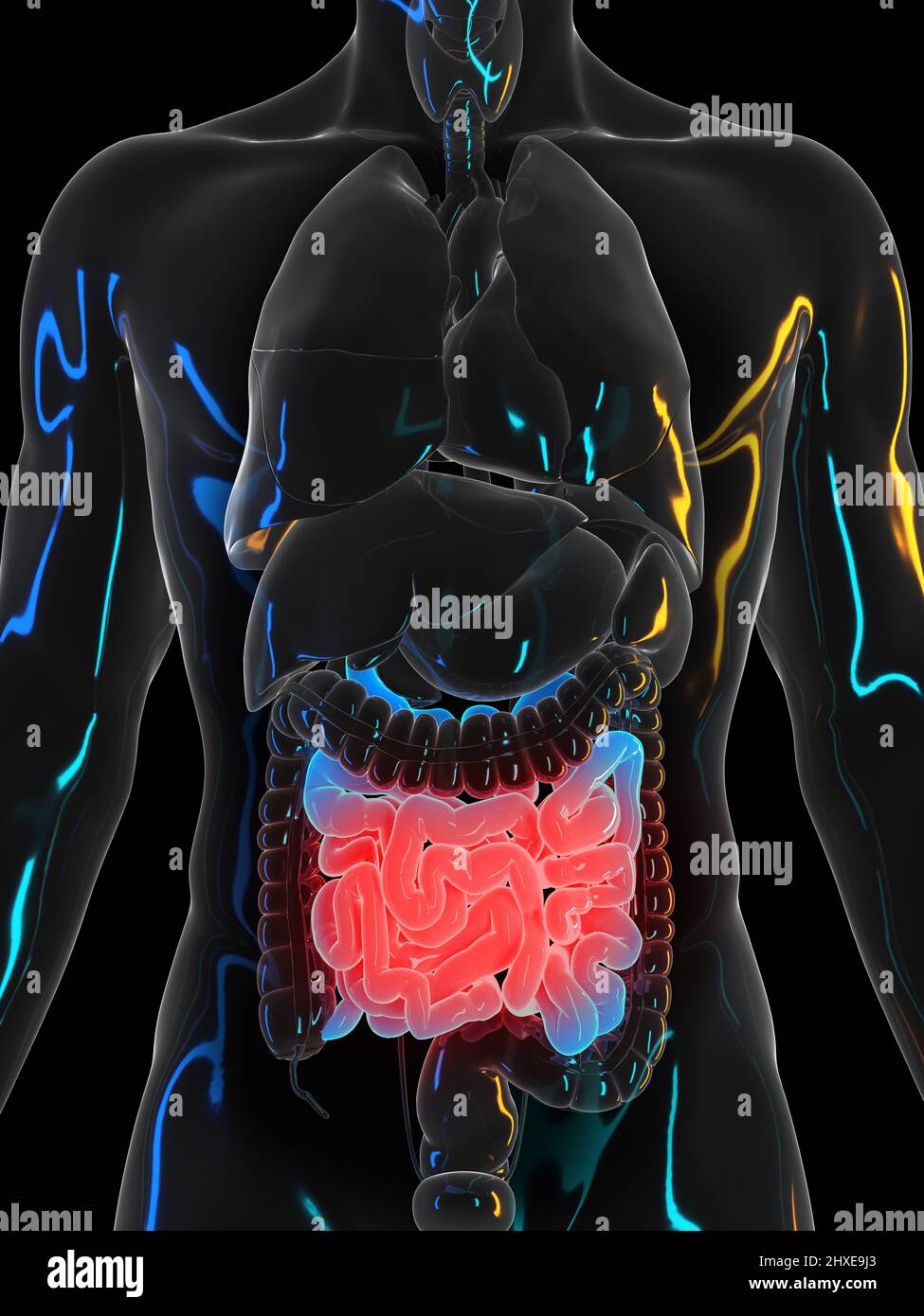 Pinpy Intestines Painful small intestine, illustration Stock Photo - Alamy