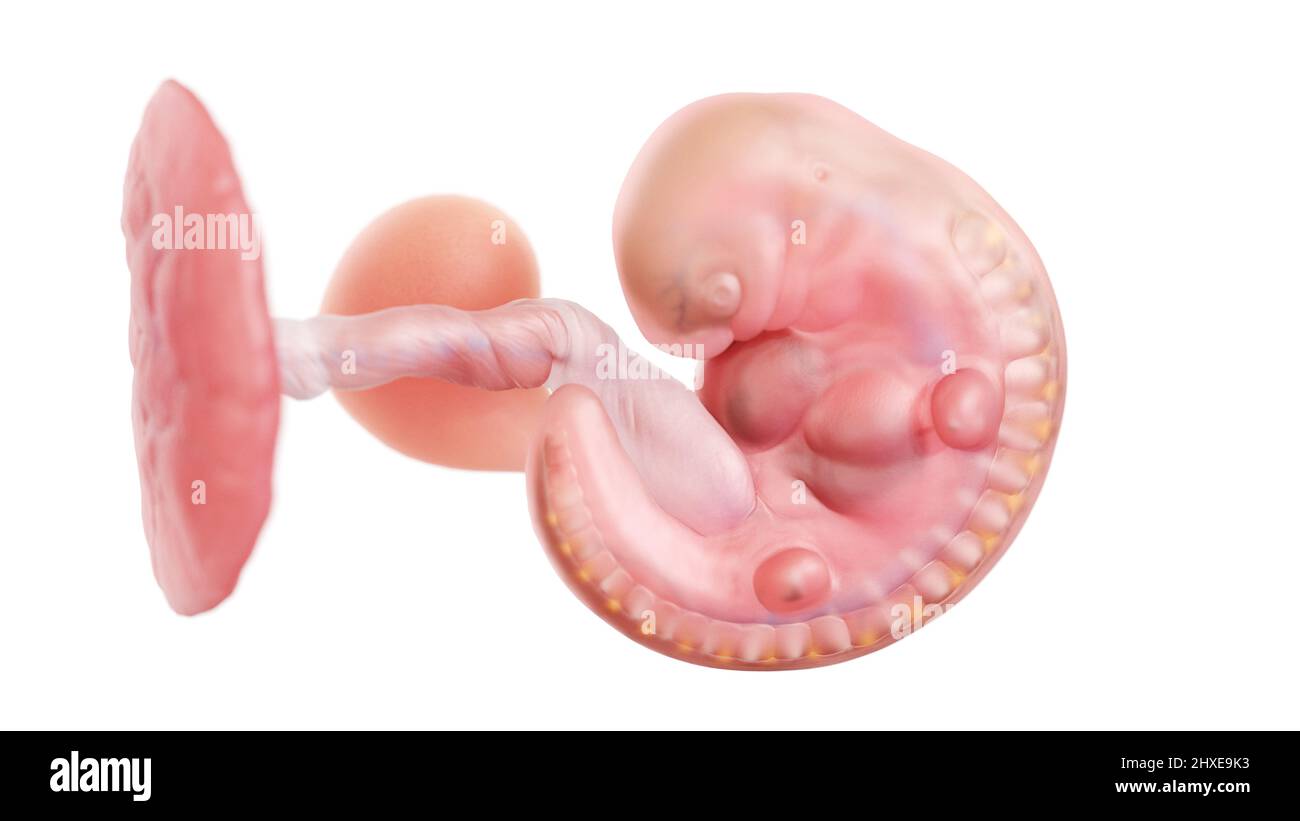 Human embryo at week 5, illustration Stock Photo - Alamy