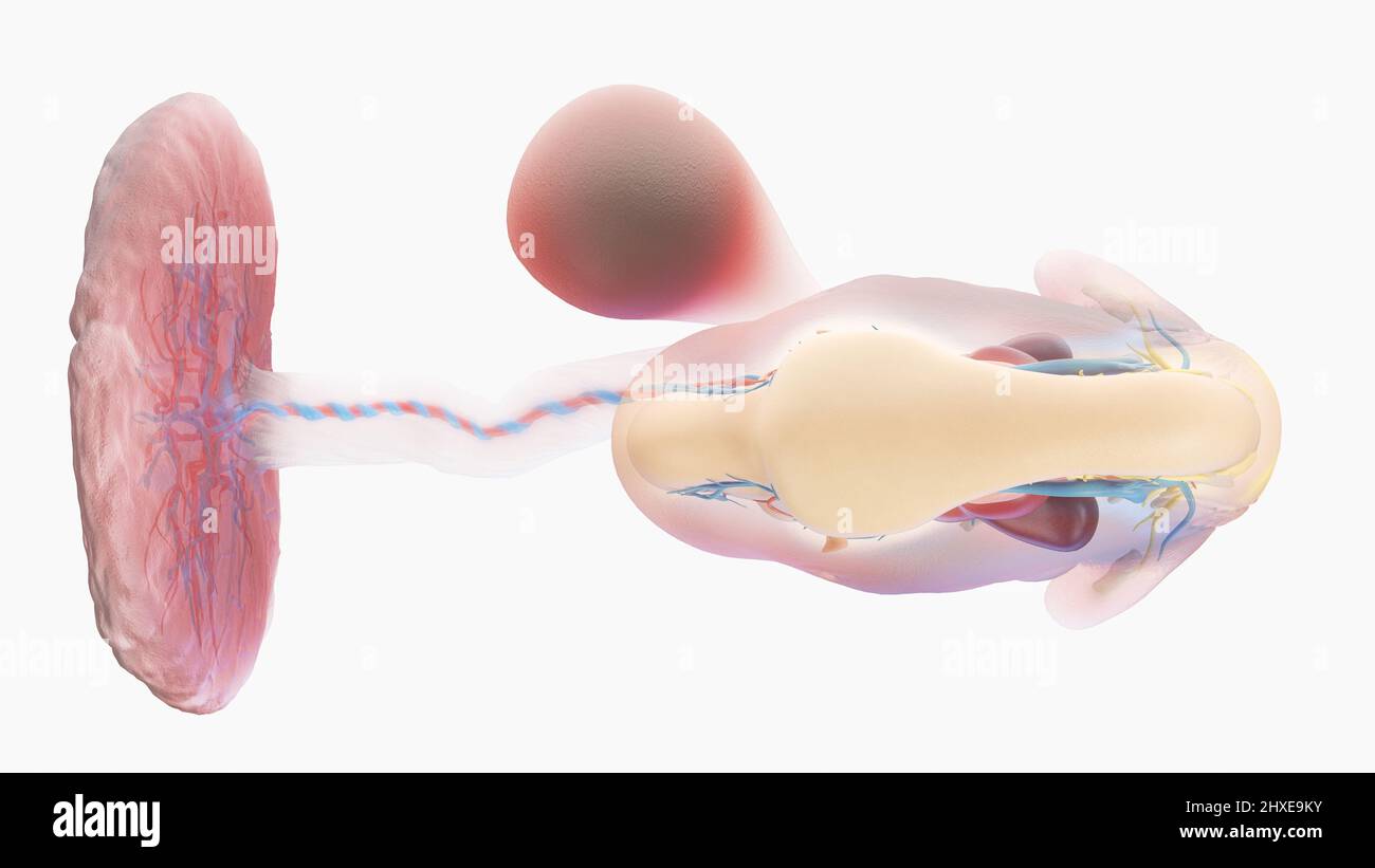 6 week human embryo hi-res stock photography and images - Alamy