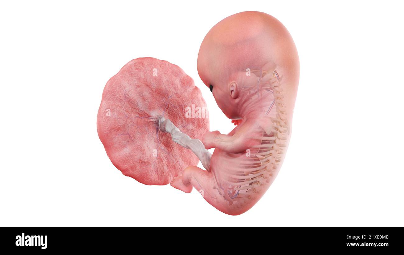 10 week embryo hi-res stock photography and images - Alamy