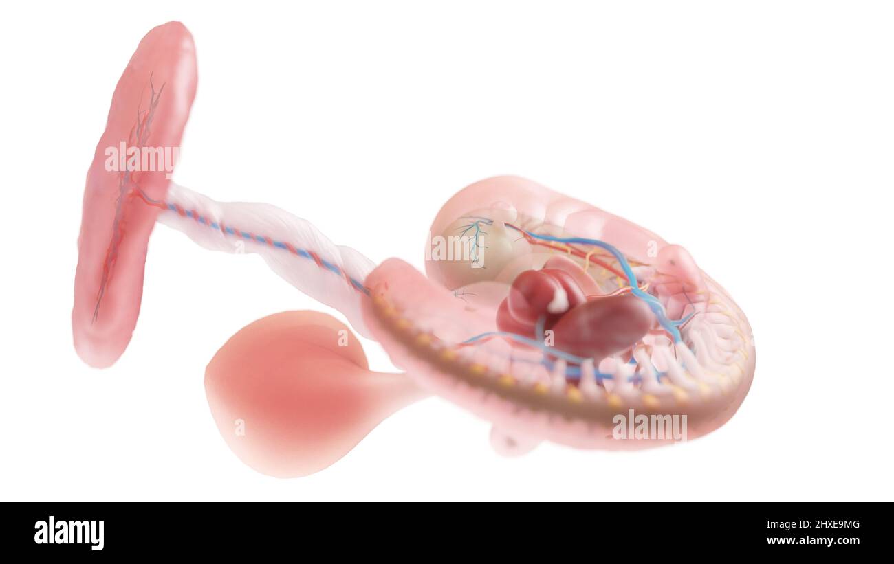 Human embryo 5 weeks hi-res stock photography and images - Alamy