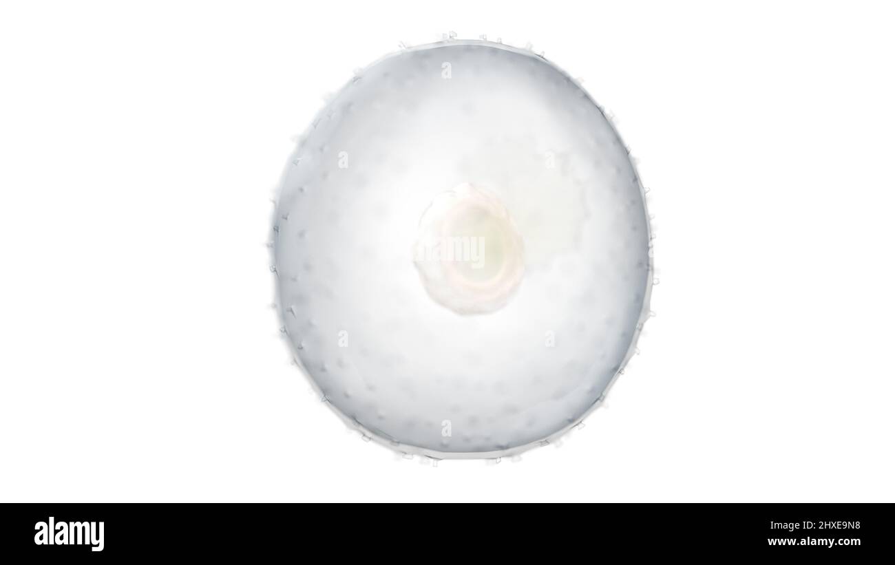 Human embryo at week 2, illustration Stock Photo - Alamy