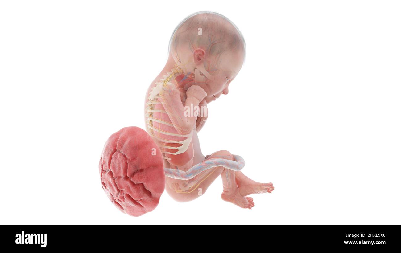 Fetus 24 Weeks Hi Res Stock Photography And Images Alamy