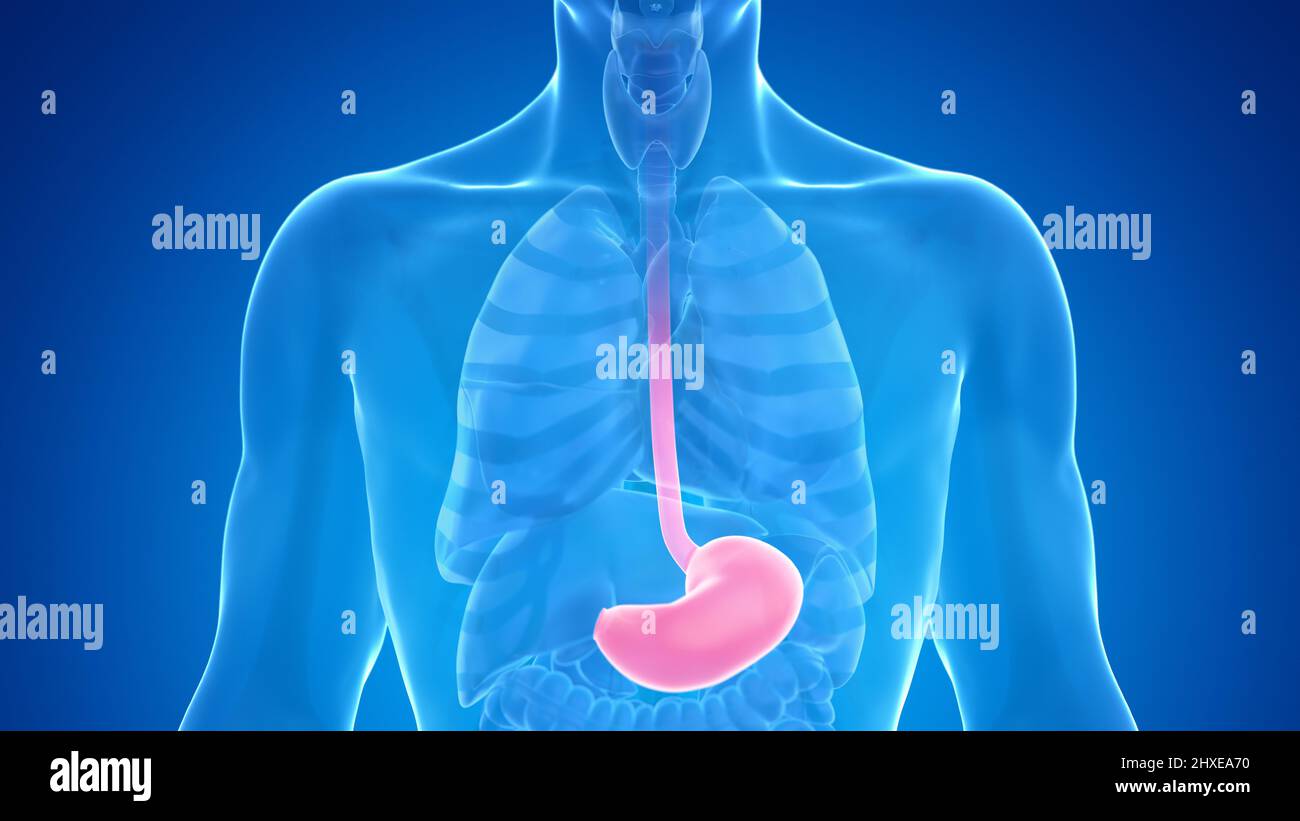 Human stomach, illustration Stock Photo