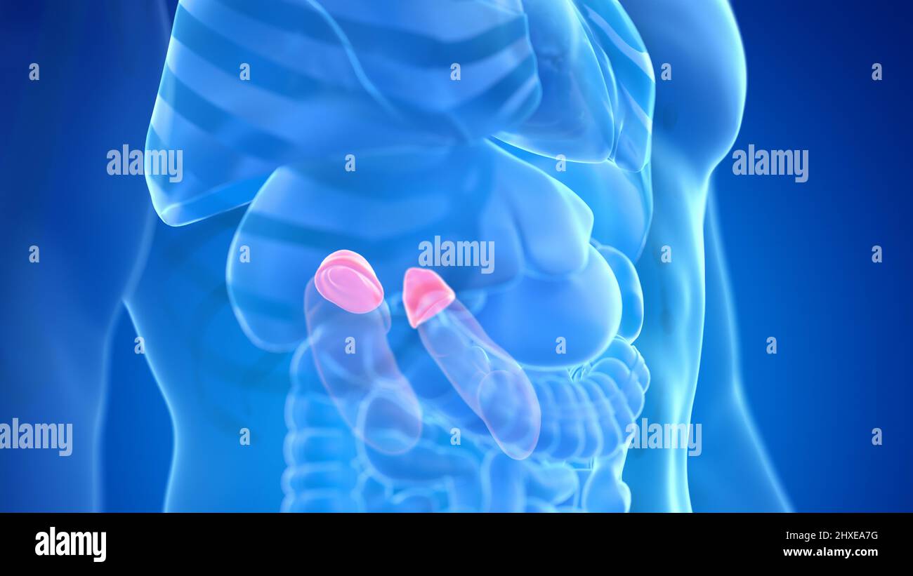 Human adrenal gland, illustration Stock Photo Alamy