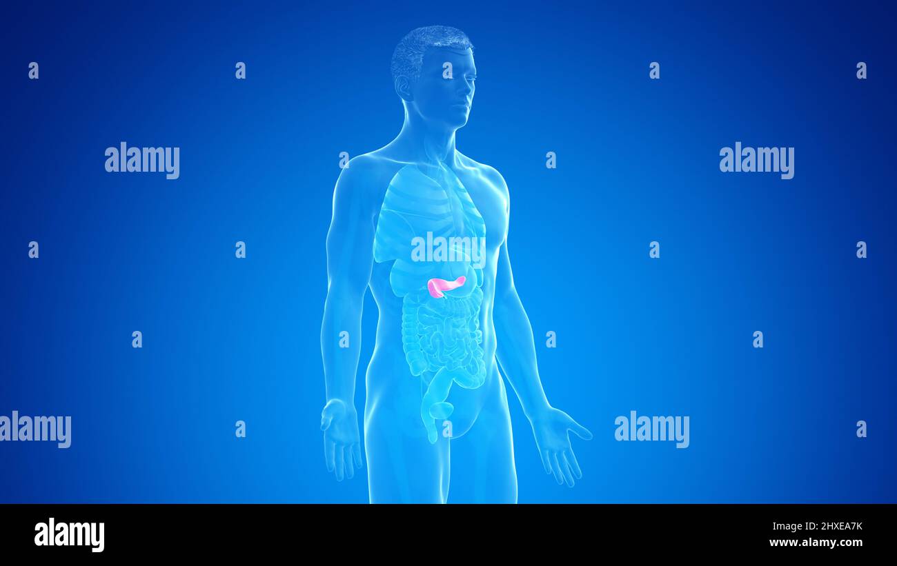Human pancreas, illustration Stock Photo - Alamy