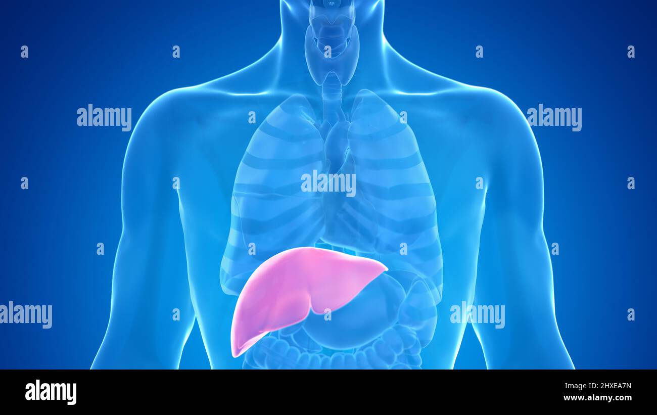 Human liver, illustration Stock Photo - Alamy
