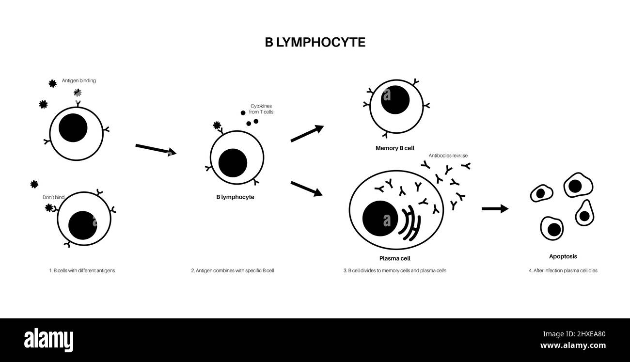 B cell activation, illustration Stock Photo
