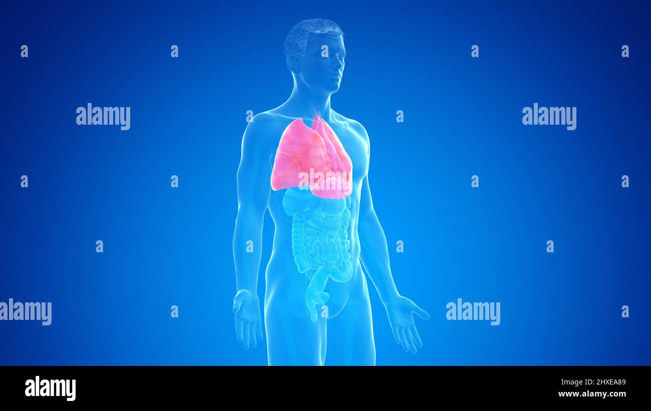 Human lung, illustration Stock Photo - Alamy