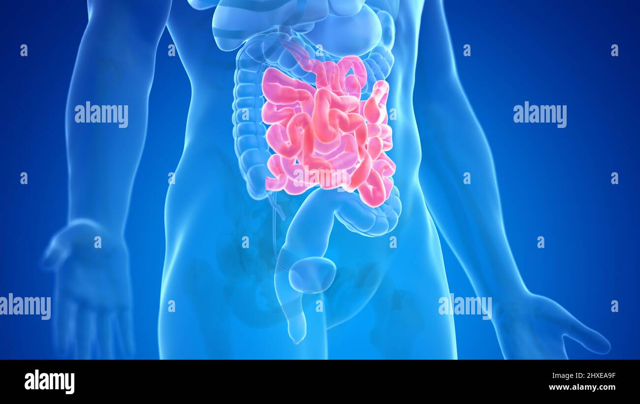 Human Small Intestine Color/image Human small intestine, illustration Stock Photo - Alamy