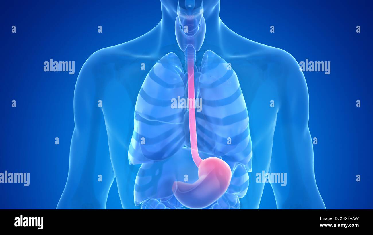 Human esophagus, illustration Stock Photo