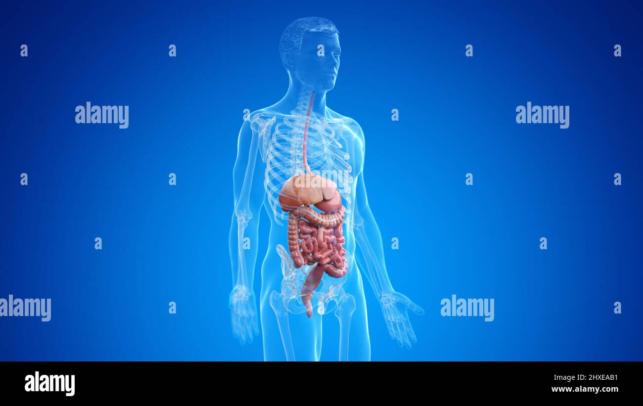 Human digestive system, illustration Stock Photo - Alamy