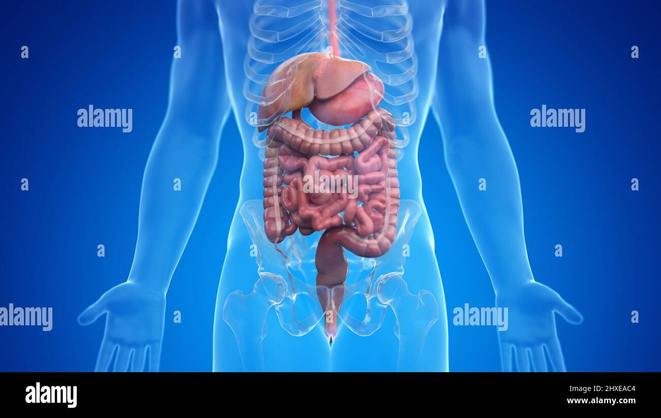 Human digestive system, illustration Stock Photo