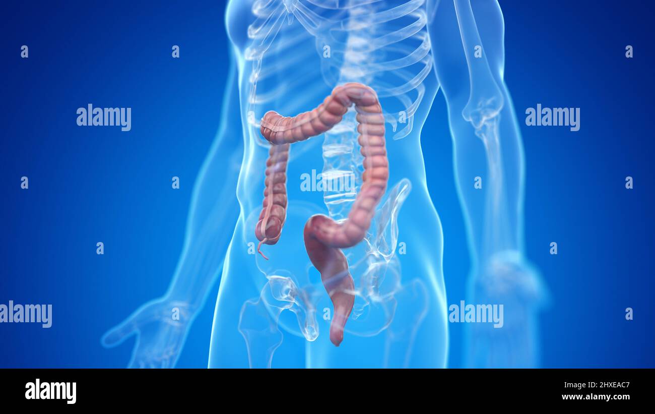 Human colon, illustration Stock Photo