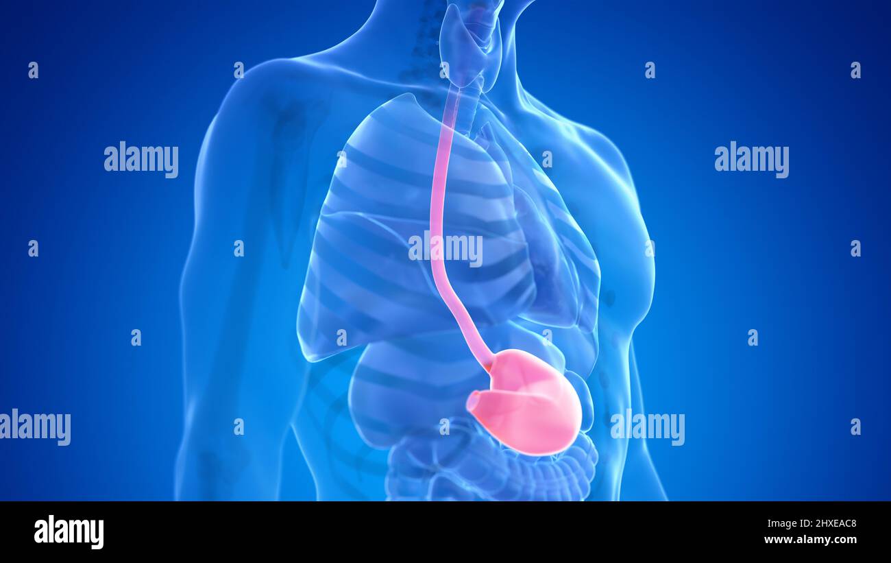 Human stomach, illustration Stock Photo - Alamy