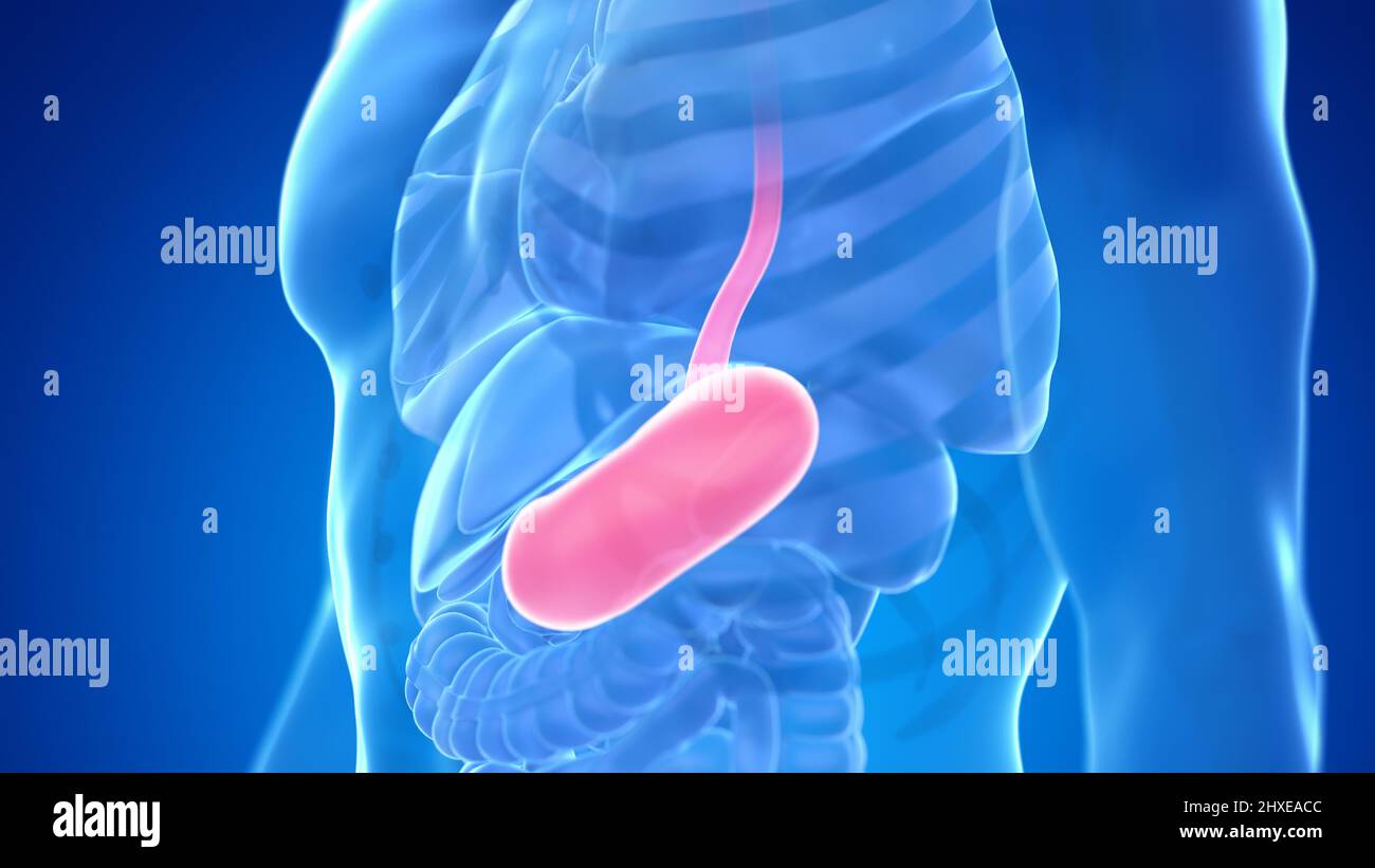 Human stomach, illustration Stock Photo