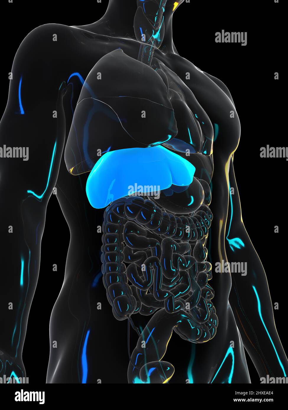 Human liver, illustration Stock Photo - Alamy