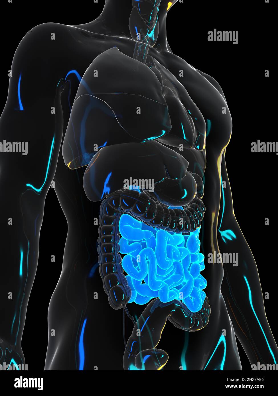 Human Small Intestine Color/image Human small intestine, illustration Stock Photo - Alamy